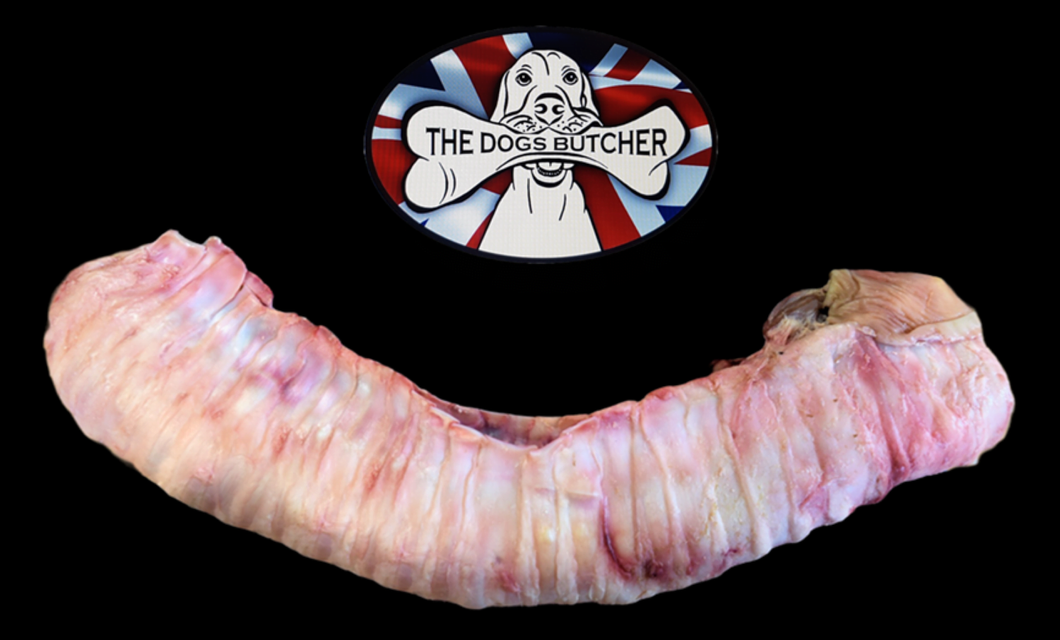 The Dogs Butcher Whole Ox Trachea